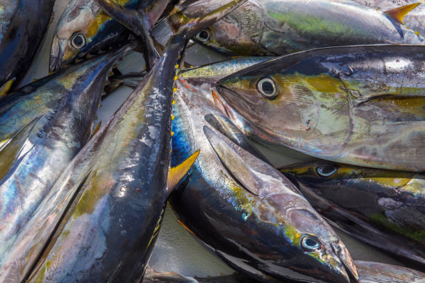 крупный план свежего тунца ахи в кабо-сан-лукас, мексика - yellowfin tuna стоковые фото и изображения