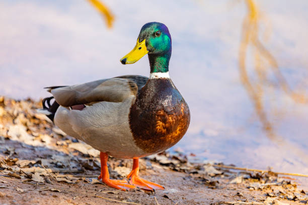 Wild duck (Anas platyrhynchos) Barcelona.