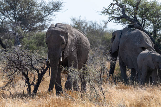 istock Elephant herd grazing in Etosha 1468559442