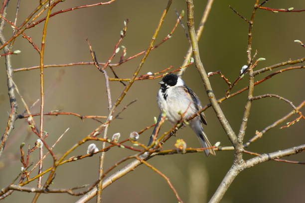 istock Common reed bunting (emberiza schoeniclus) male perched on a branch in spring. 1468560013