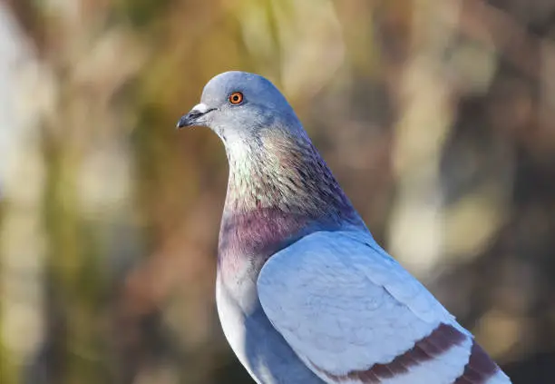 Domestic pigeon (Columba livia domestica) closeup in spring.