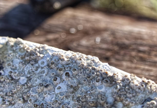 Razor Sharp Barnacles 210+ Sharp Barnacles Stock Photos, Pictures & Royalty-Free Images - iStock