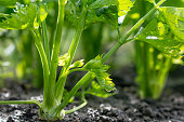 Celery root growing in vegetable garden at summertime , celery growing in soil