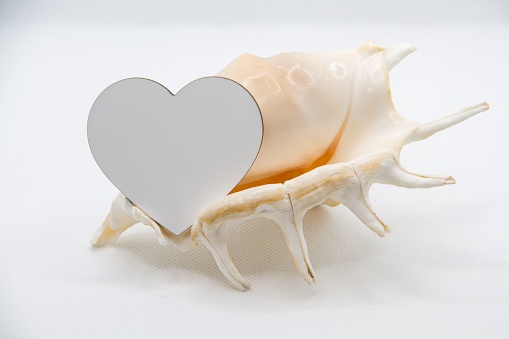 A heart-shaped mirror sitting atop a seashell, on a white background