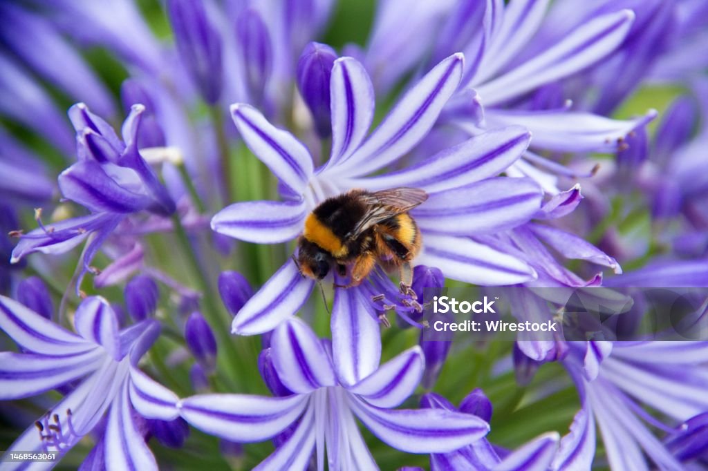 Closeup shot of a cute little bee perched atop a purple African lily A closeup shot of a cute little bee perched atop a purple African lily African Lily Stock Photo