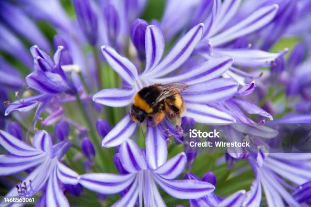Closeup Shot Of A Cute Little Bee Perched Atop A Purple African Lily Stock Photo - Download Image Now