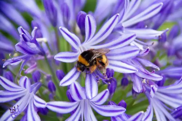 A closeup shot of a cute little bee perched atop a purple African lily