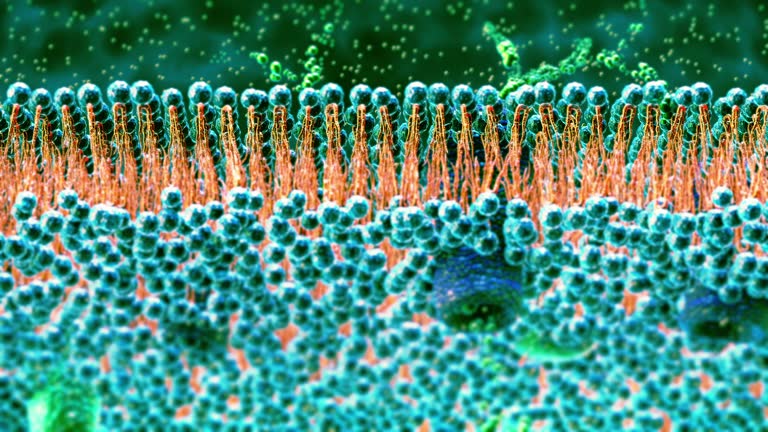 Cell membrane