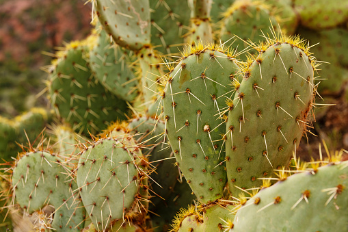 This is a close up photograph of green cacti growing wild in the scenic landscape in Sedona, Arizona in spring time.