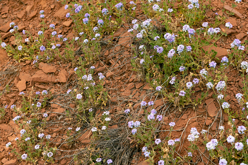 This is a photograph of spring wildflowers blooming in Sedona, Arizona.