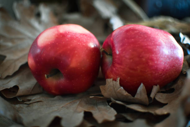 istock Two red apples on brown leaves 1468566587