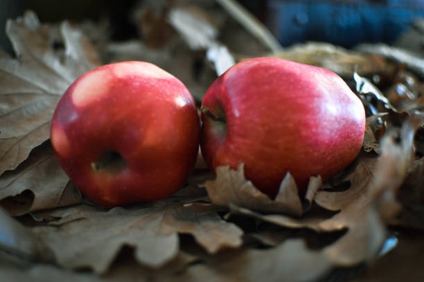 Apples on badnjak leaves