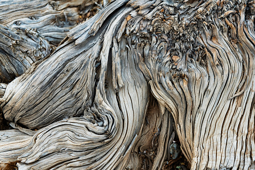 This is a close up photograph of the bark of a juniper tree growing in Sedona, Arizona in spring time.
