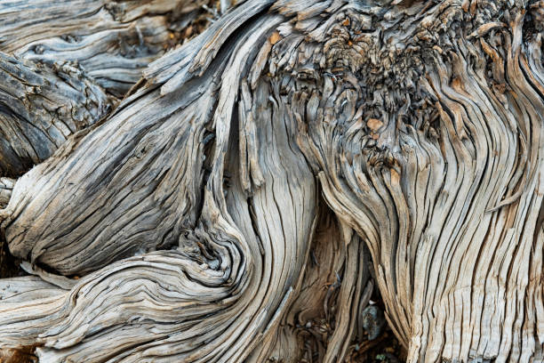 Close Up of Twisted Wooden Bark of Juniper Tree in Sedona Arizona This is a close up photograph of the bark of a juniper tree growing in Sedona, Arizona in spring time. juniper tree bark tree textured stock pictures, royalty-free photos & images