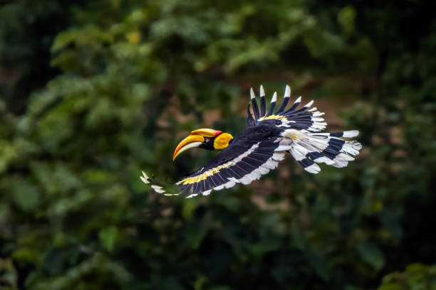 großer nashornvogelflug - doppelhornvogel stock-fotos und bilder