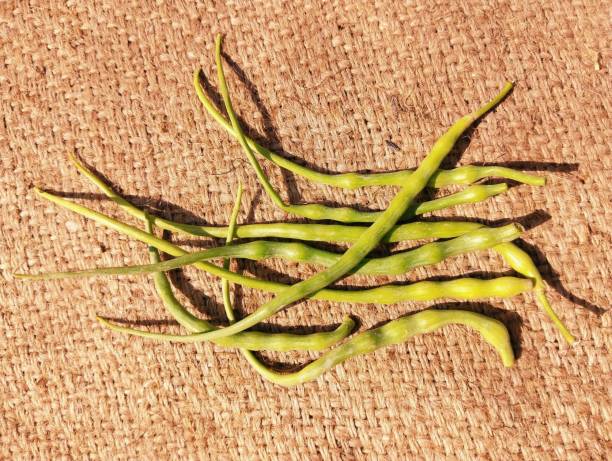 Radish seed pods radish-plant green pod edible vegetable food a silique called moongra or mogri in India gousses radis, closeup vagens rabanete view image picture stock photo vainas de semilla de rábano rábano-planta verde vaina vegetal comestible alimento vegetal una silicua llamada moongra o mogri en la india gousses radis, primer plano vagens rabanete vista radieschen samenkapseln imagen imagen foto de archivo