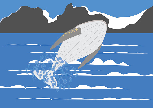 Jumping gray whale in ocean 100% free from illustration