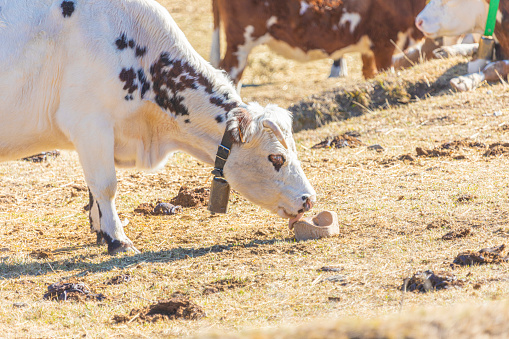 Breed of cattle from the south-eastern Pyrenees.  Bruna dels Pirineus? from Catalonian. Spain.\n\nlicking a salty stone