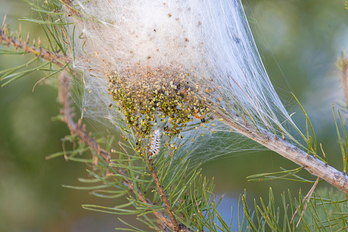 Thaumetopoea pityocampa nest on Barcelona's pine tree. \n\nThe pine processionary is a real pest this winter near Barcelona.