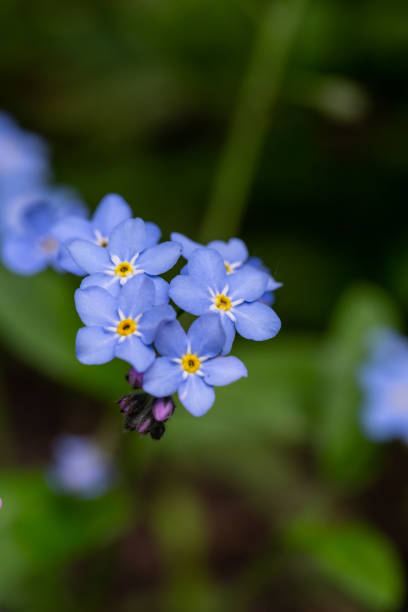 istock Blue forget me not flowers on a green background on a sunny day in springtime macro photography. 1468570252