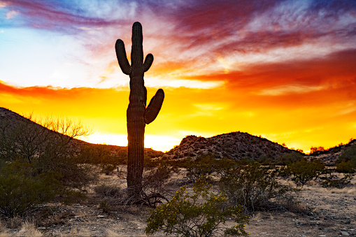 Sunset on Bell Pass in the Sonoran Desert in Scottsdale, AZ with Saguaro cacti