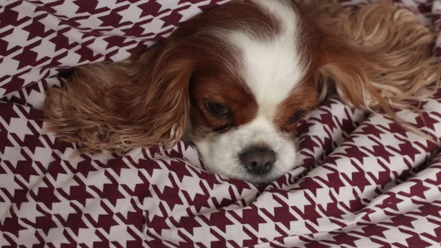 Closeup adorable sad, curly brown and white cavalier Charles king spaniel dog lying on bed, wrapped in blanket. Adoption