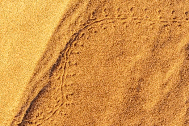 Drawing two arcs on the golden red colored sand at the Sahara desert.  Close up macro-photography overhead view under sunlights contrasted with shadows.