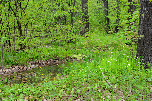 green forest with tree trunks, puddle and lawn with white flowers and lush foliage