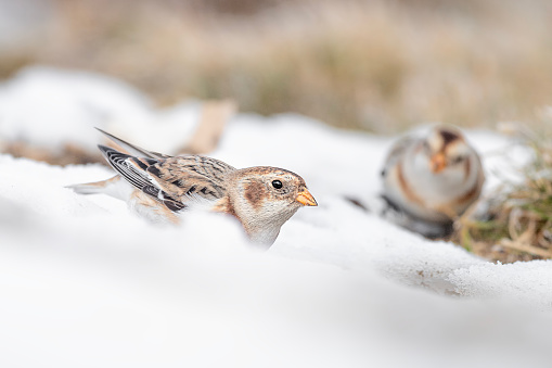 Sparrow sits on a branch without leaves with snow. Sparrow on a branch in the winter. A sparrow sits on a branch with closed eyes.