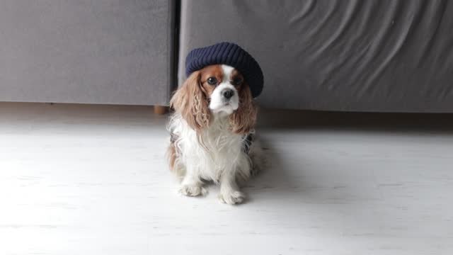 Humorous, cute video of small Charles king spaniel dog in blue hat sitting on floor near blue sofa and looking around