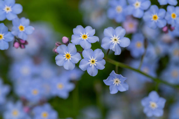 istock Blue forget me not flowers on a green background on a sunny day in springtime macro photography. 1468571688