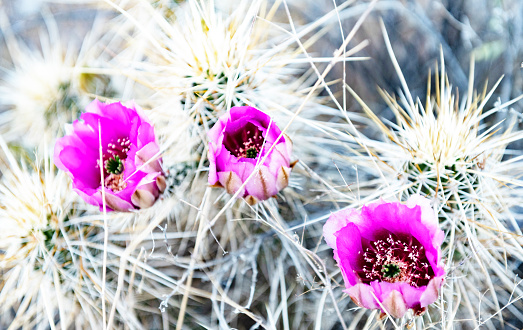 This is a photograph of cactus with flowers in bloom on a spring day in Arizona.