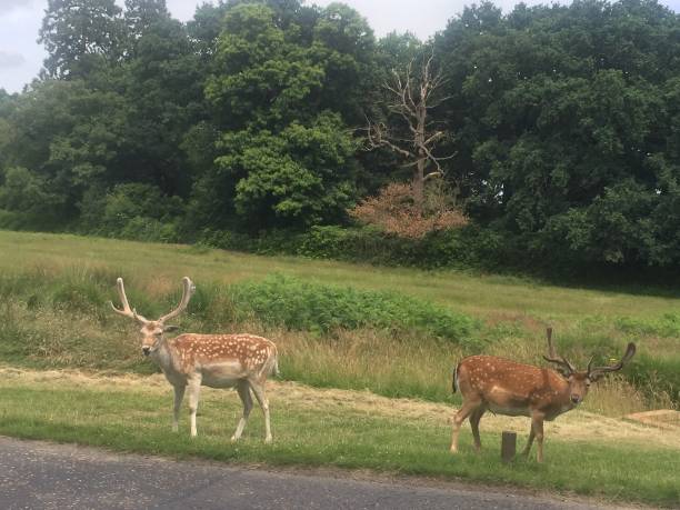 istock Deers in Richmond Park 1468571867