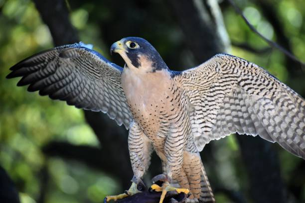 istock peregrine falcon 1468572078