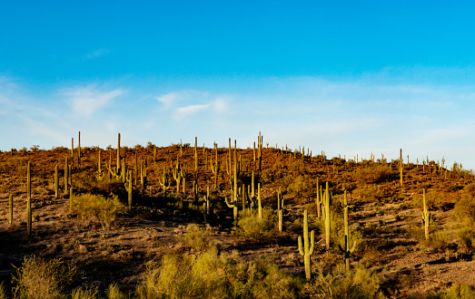 Saguaro cacti at sunrise, with the setting moon in the distance, in the Sonoran Desert near Scottsdale, Arizona