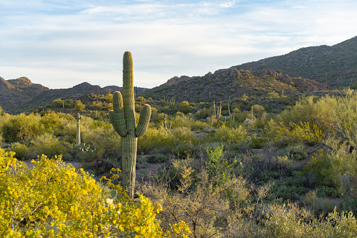This is a landscape photograph of saguaro cactus in the Superstition Mountains natural park in Phoenix, Arizona on a spring day.