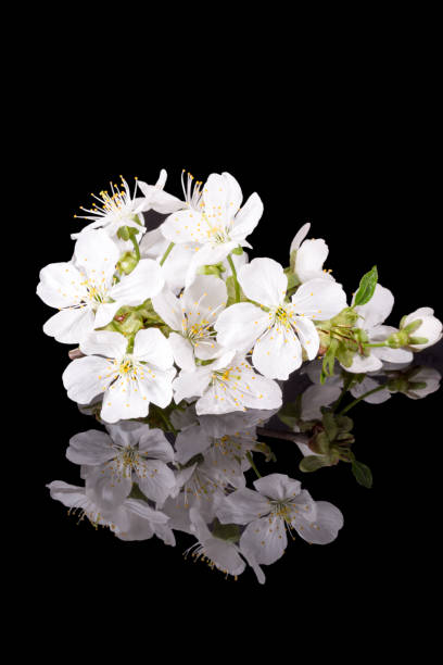 istock Apple tree blossom isolated on black background, close up. White delicate spring flowers. 1468573919
