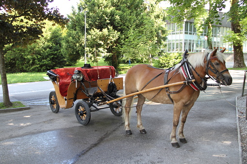 Belgrade, Serbia, Jun 18, 2020: Horse-drawn carriage at the city periphery.