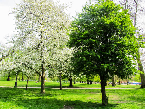 istock White cherry blossoms and green leaves 1468574564