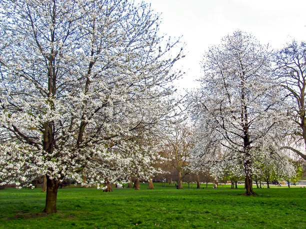 Apple Blossom flowers on a sunny Spring day, north west England.