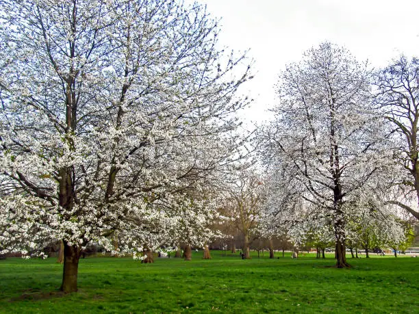 Sweet cherry trees, Prunus Avium, covered in delicate white blossoms in early spring in the United Kingdom.