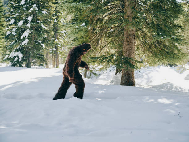 Sasquatch Bigfoot dans une forêt d’hiver - Photo