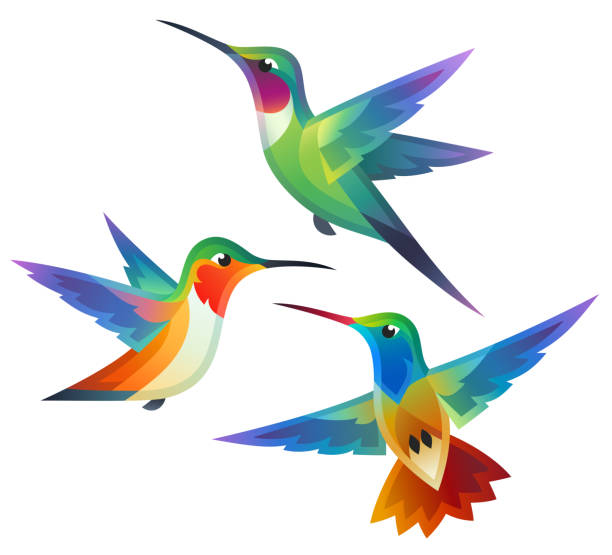 illustrazioni stock, clip art, cartoni animati e icone di tendenza di uccelli stilizzati - colibrì - colibrì