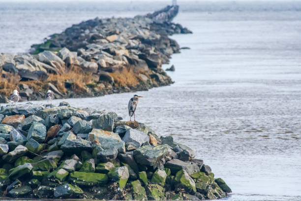 istock Great blue heron on rock jetty at beach 1468578335