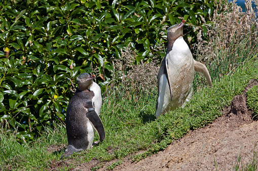 A pair of yellow-eyed penguins at the coust of New Zealands South Island enjoying the summer sun