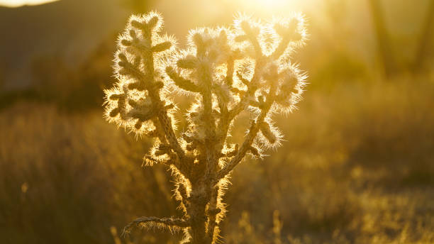 夕焼けの空に逆光のチョーラサボテン - cholla cactus ストックフォトと画像