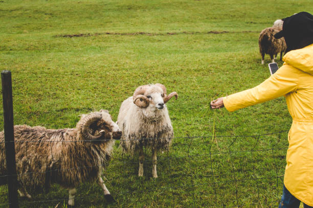 istock Woman feeds sheep in meadow 1468581541