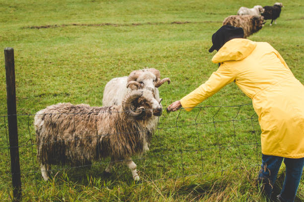 istock Woman feeds sheep in meadow 1468581653