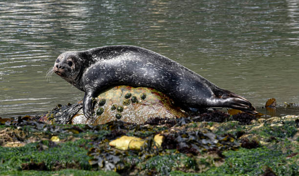 istock Seals on Rathlin Island, Northern Ireland, UK 1468581700