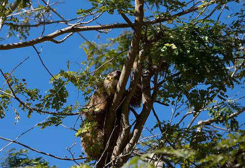 Two toed sloth in the forest canopy in Costa Rica.